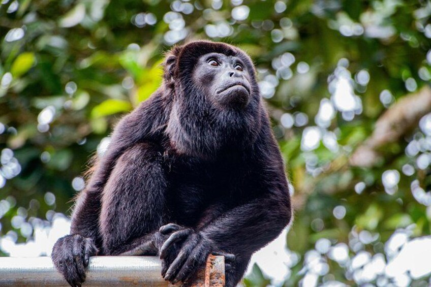 howler monkey 5