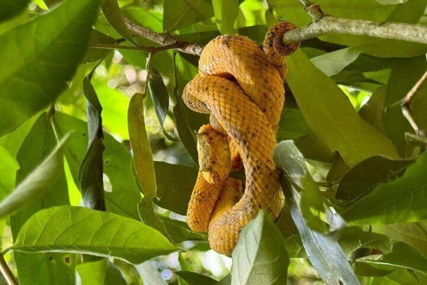palm pit viper 4