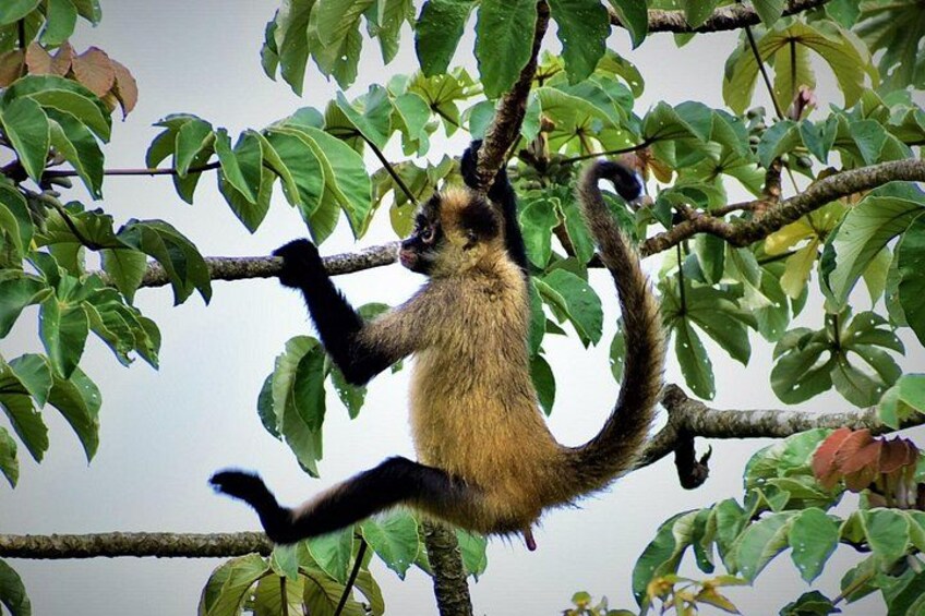 Sloth Watching, Coffee, Chocolate & Waterfall from Guanacaste 3