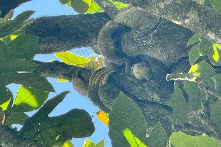 Sloth Watching & Wildlife, Coffee, Chocolate and Waterfall 4