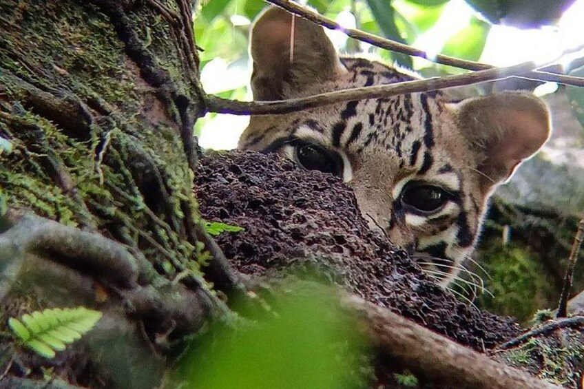 Osselote, the most elusive and mysterious feline in our forests, seen during a Sloth tour 3
