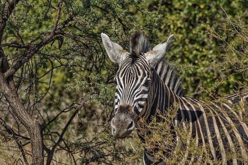 Full-Day Shared Kruger National Park Safari from Hoedspruit 4