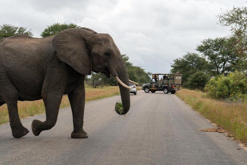 Full-Day Shared Kruger National Park Safari from Hoedspruit 2