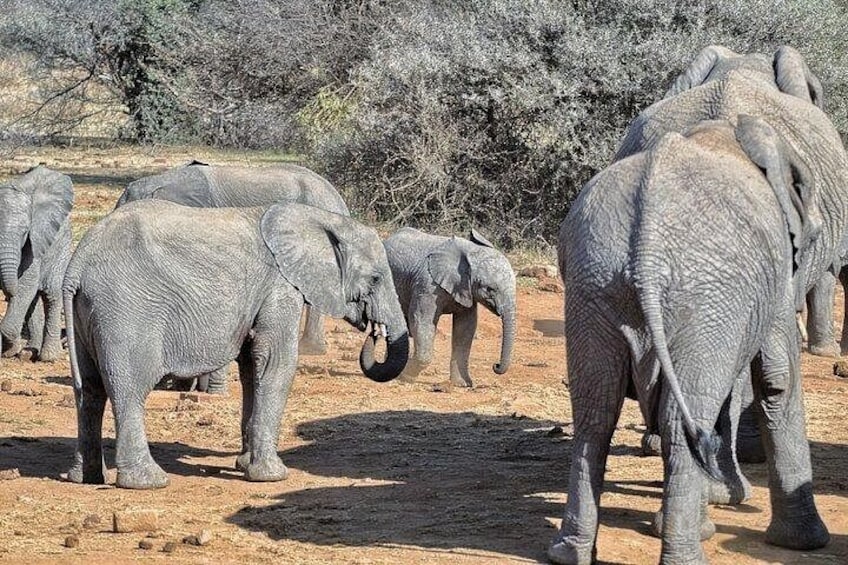 Full-Day Shared Kruger National Park Safari from Hoedspruit 3