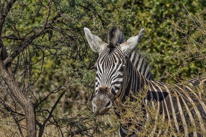 A zebra in a natural setting with trees and shrubs. 3