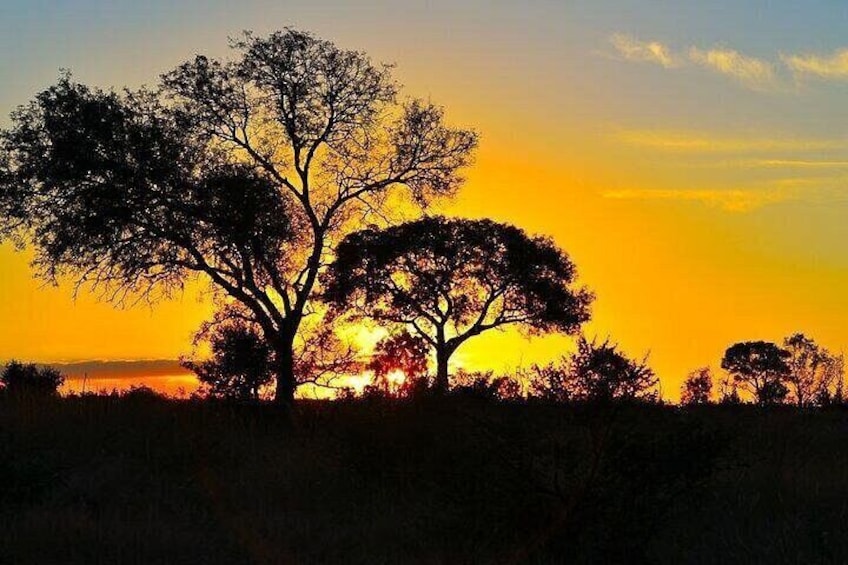 A tree silhouetted against a sunset sky. 2