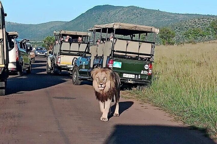 A lion walking on a road with safari vehicles. 4