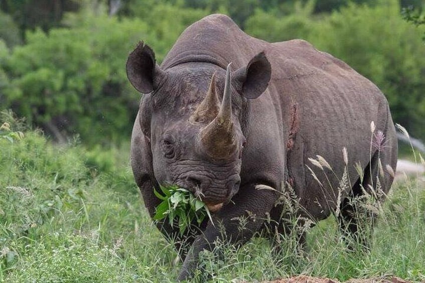 A rhinoceros in a grassy field with dense vegetation in the background. 4