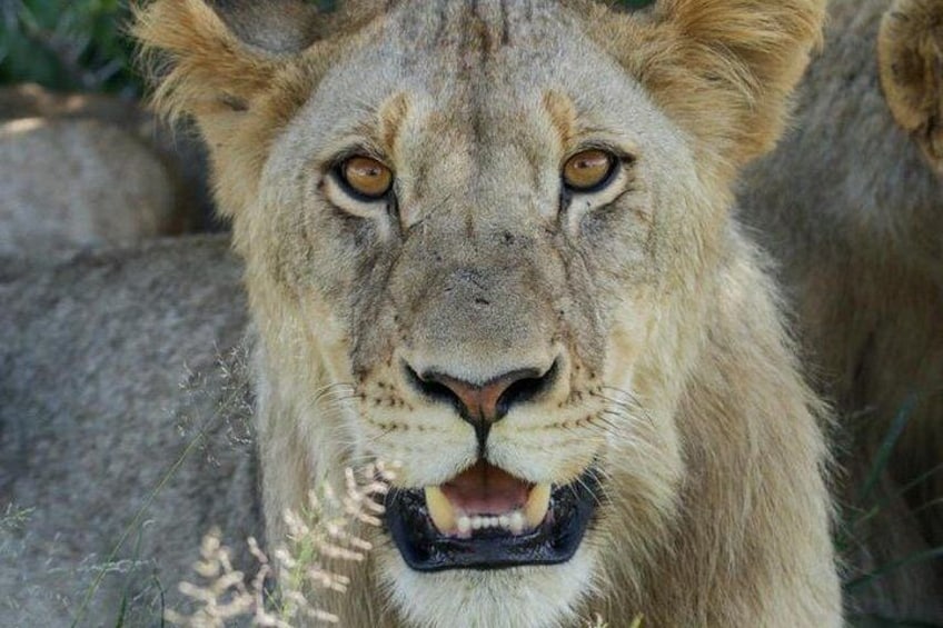 A lion's face with visible fur texture and a background of rocks and sparse vegetation. 2