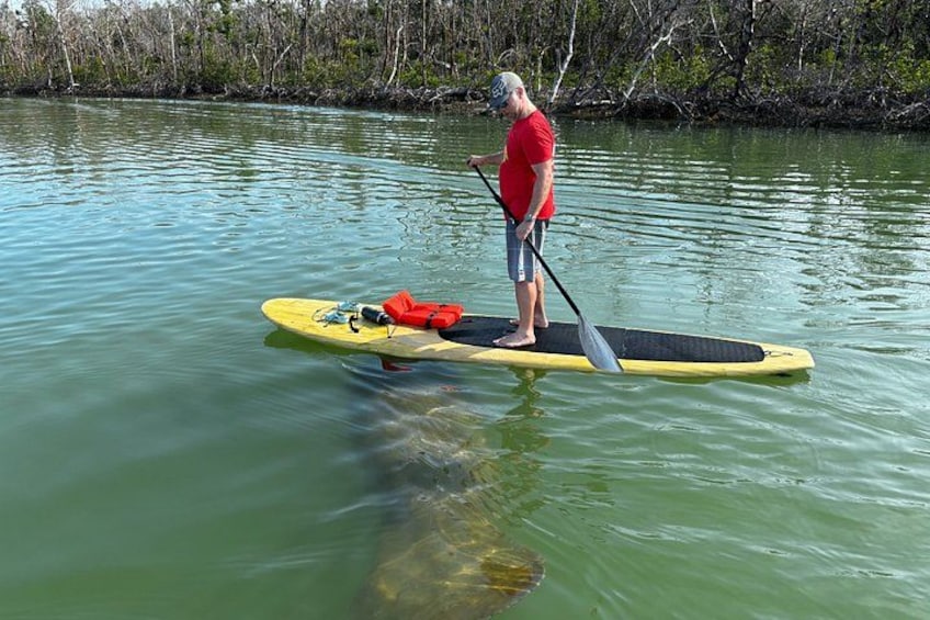 Daytona Beach Dolphin & Manatee Kayak Wildlife Adventure 5