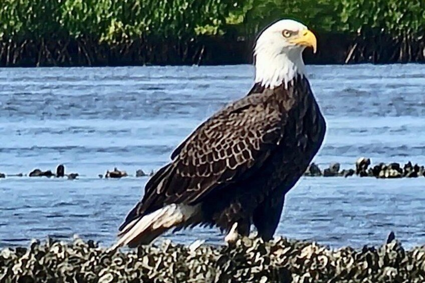The same pair of Bald Eagles has been fishing the waters on our tour for the last 8 years. 2