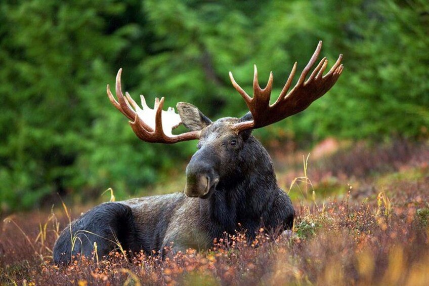 A moose lying in a field with autumn-colored vegetation and dense green forest in the background. 2