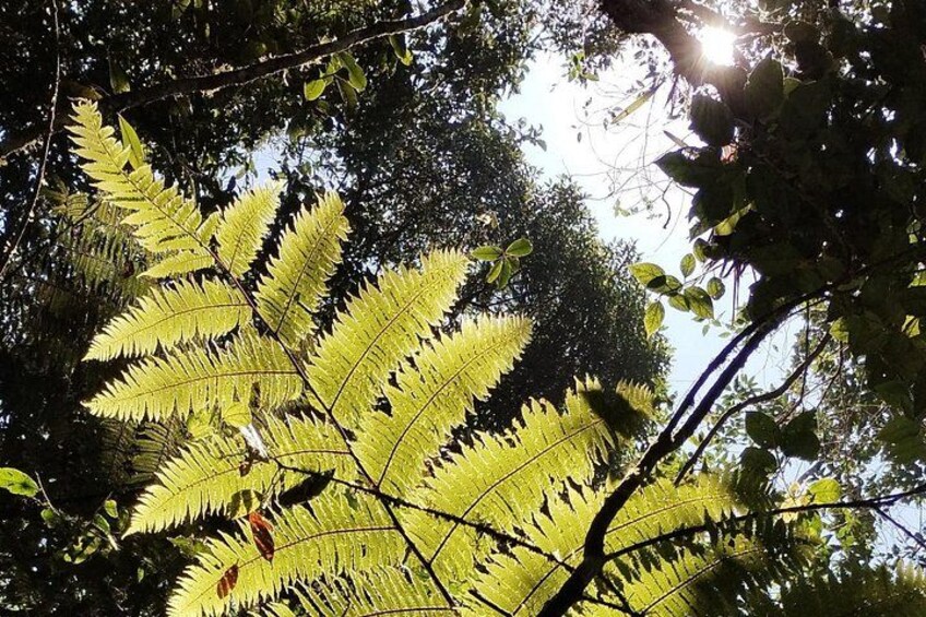 A fern leaf with sunlight filtering through the trees. 2