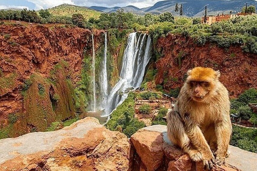 A monkey sitting on a rock with a waterfall in the background. 2