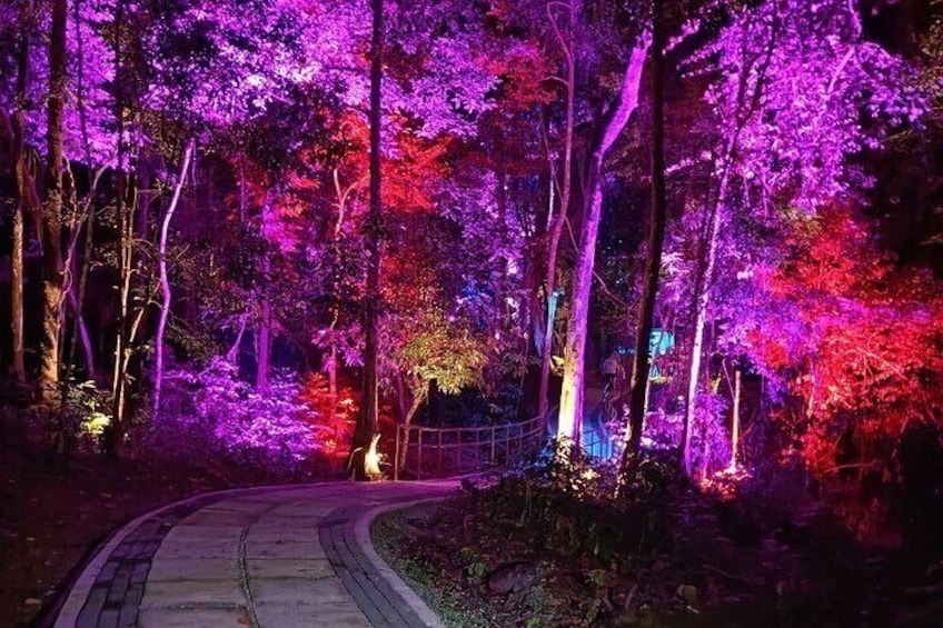 A pathway through a forest illuminated with purple and red lights. 2