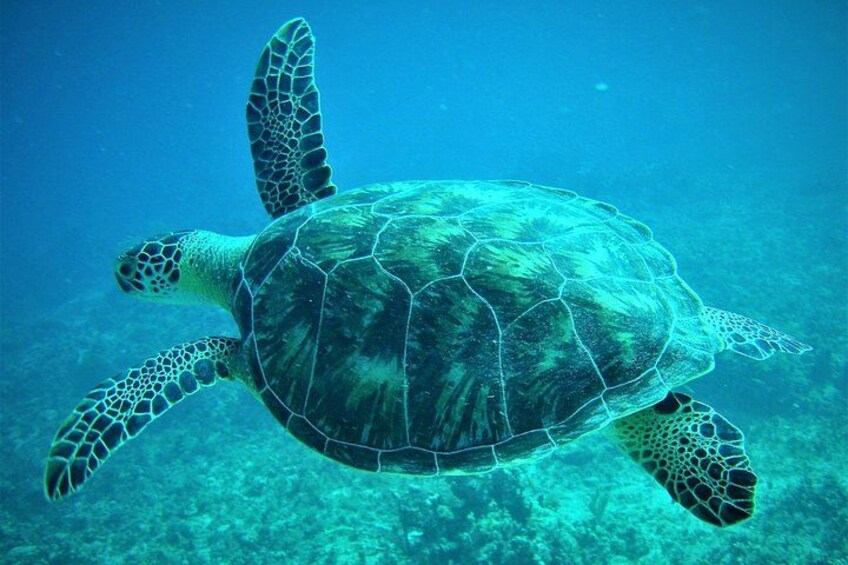Una tortuga marina nadando bajo el agua. 1