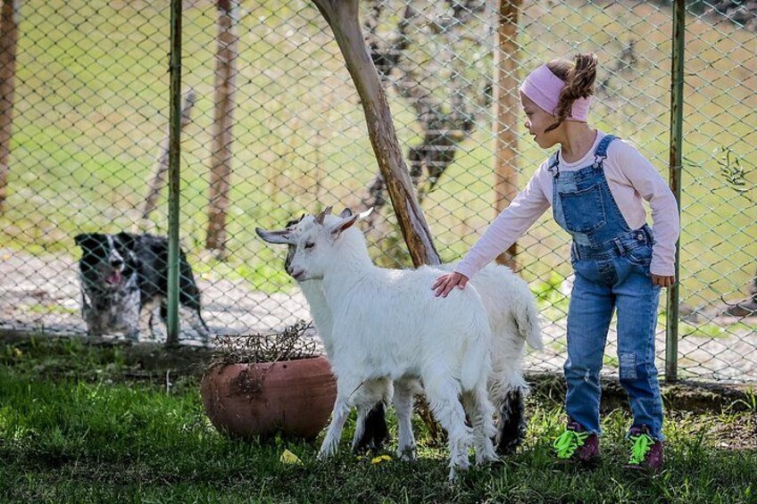 Een persoon die een witte geit benaderd in een omheind grasveld, met een hond op de achtergrond. 4