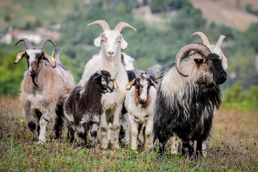 Een groep geiten met grote horens in een grasveld. 3