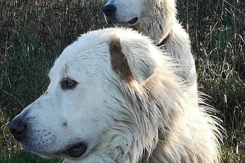 Two white dogs in a grassy field. 2