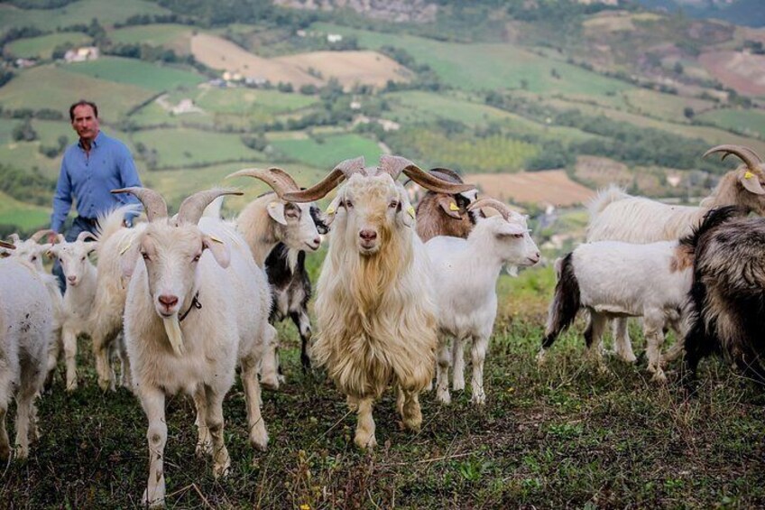 A man with a flock of goats in a hilly landscape. 1