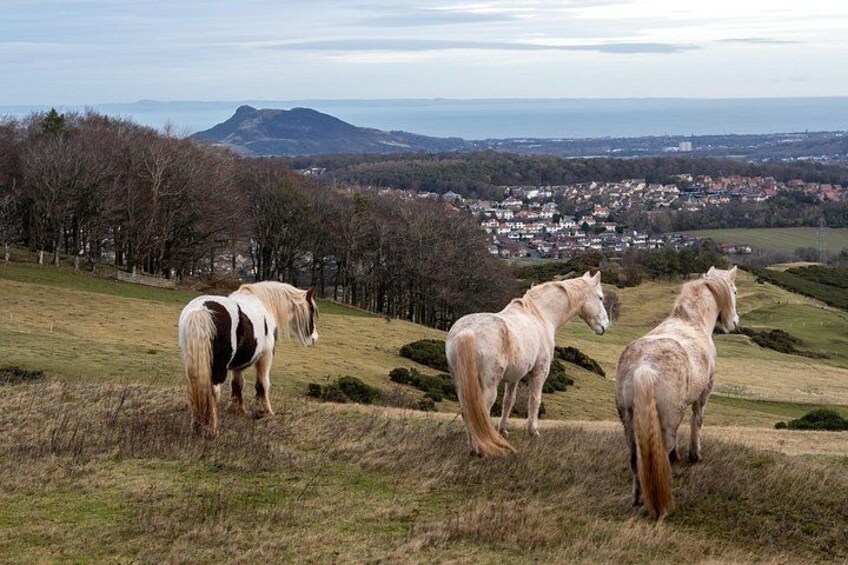 Highland Cow Hike in Edinburgh 2