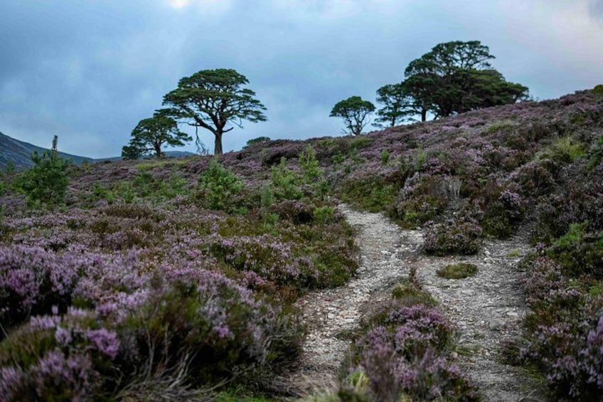 Highland Cow Hike in Edinburgh 3