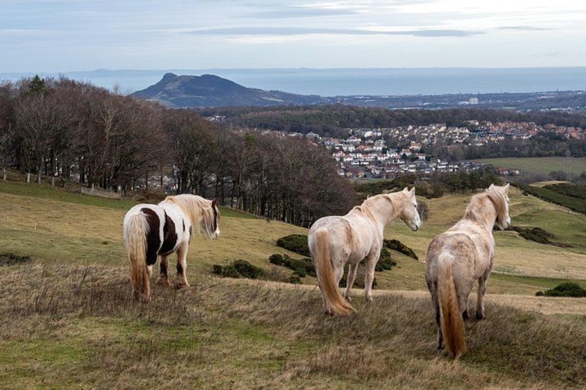 Highland Cow Hike in Edinburgh 2
