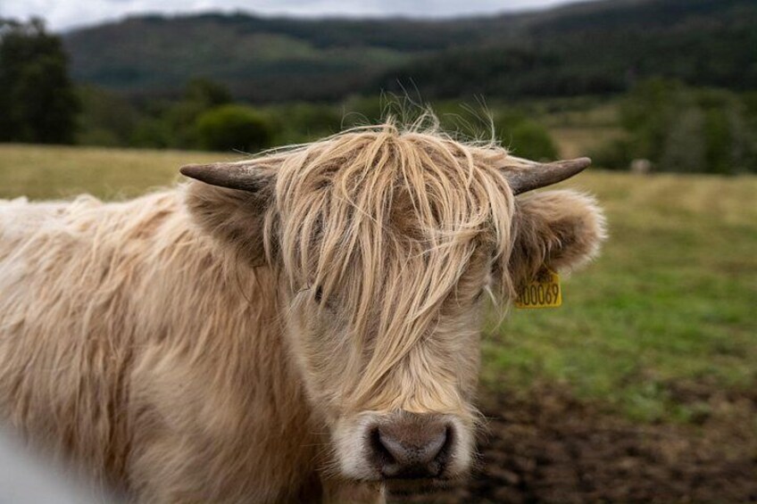 Highland Cow Hike in Edinburgh 2