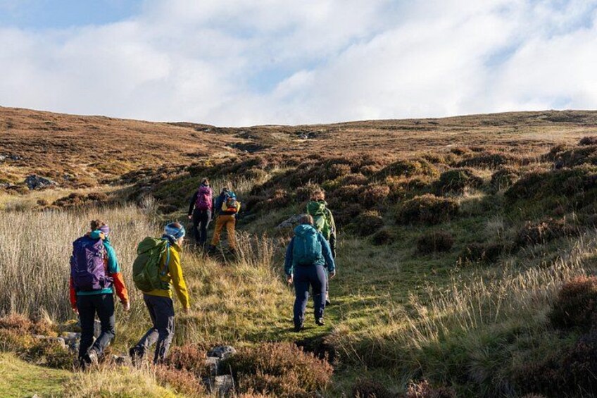 Highland Cow Hike in Edinburgh 3