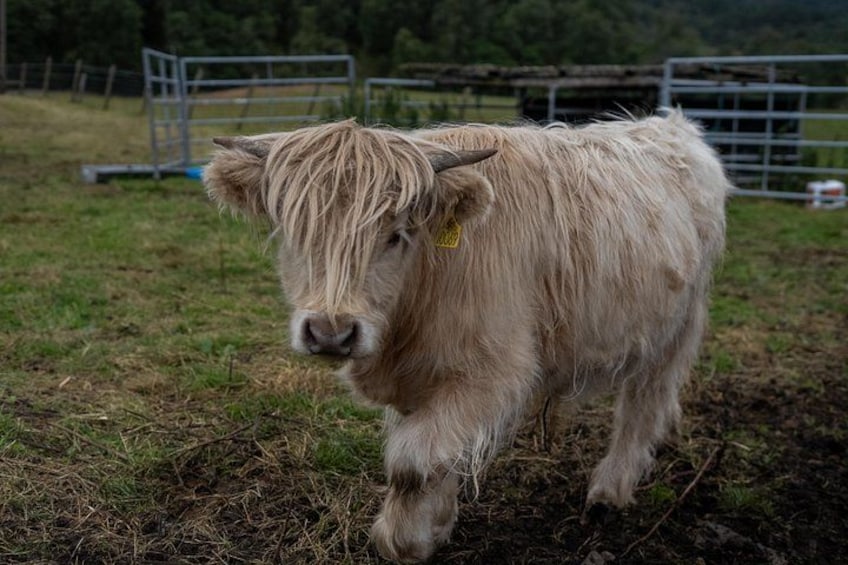 Highland Cow Hike in Edinburgh 4