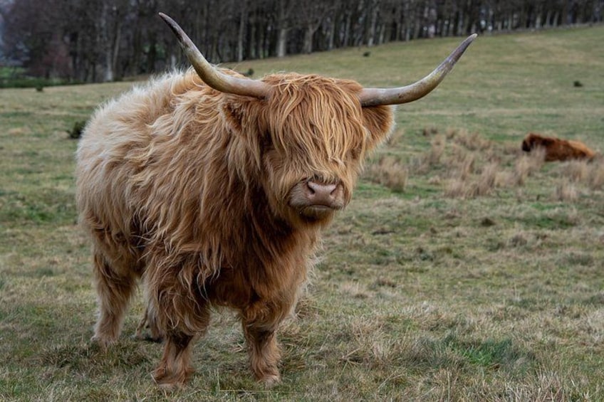 Highland Cow Hike in Edinburgh 4