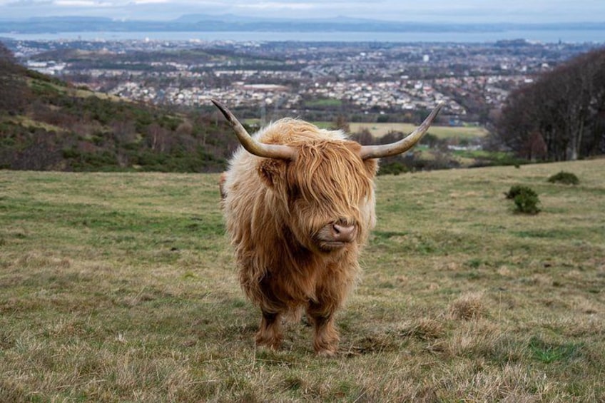 Highland Cow Hike in Edinburgh 1