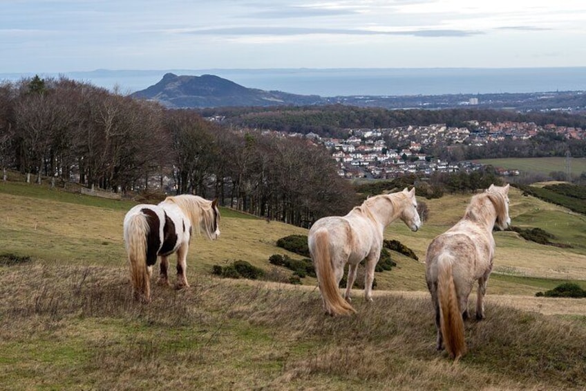 Highland Cow Hike in Edinburgh 2