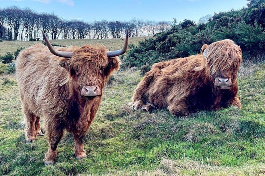 Highland Cow Hike in Edinburgh 3