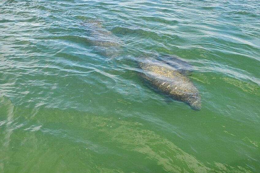 Fort Myers Beach Dolphin & Sightseeing Tour Refreshments Included 5