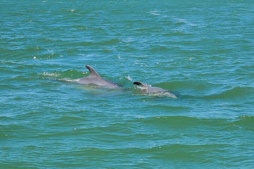 Fort Myers Beach Dolphin & Sightseeing Tour Refreshments Included 5