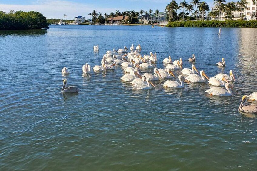 Fort Myers Beach Dolphin & Sightseeing Tour Refreshments Included 3