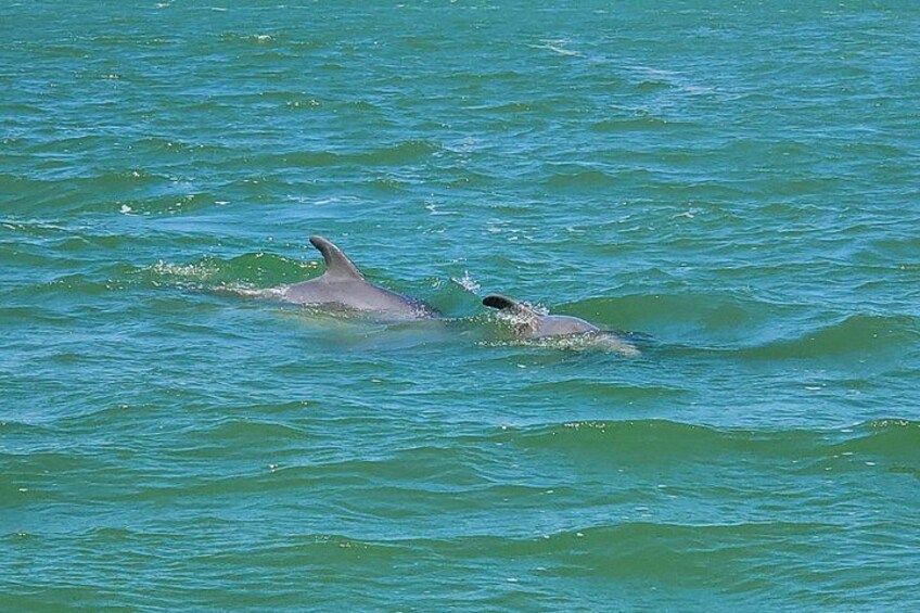 Fort Myers Beach Dolphin & Sightseeing Tour Refreshments Included 4