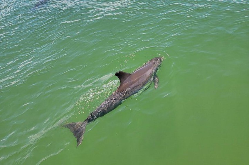 Fort Myers Beach Dolphin & Sightseeing Tour Refreshments Included 2