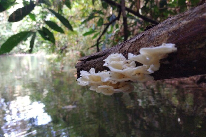 Punta Uva Wildlife Kayaking & Sloth Watching Tour 5