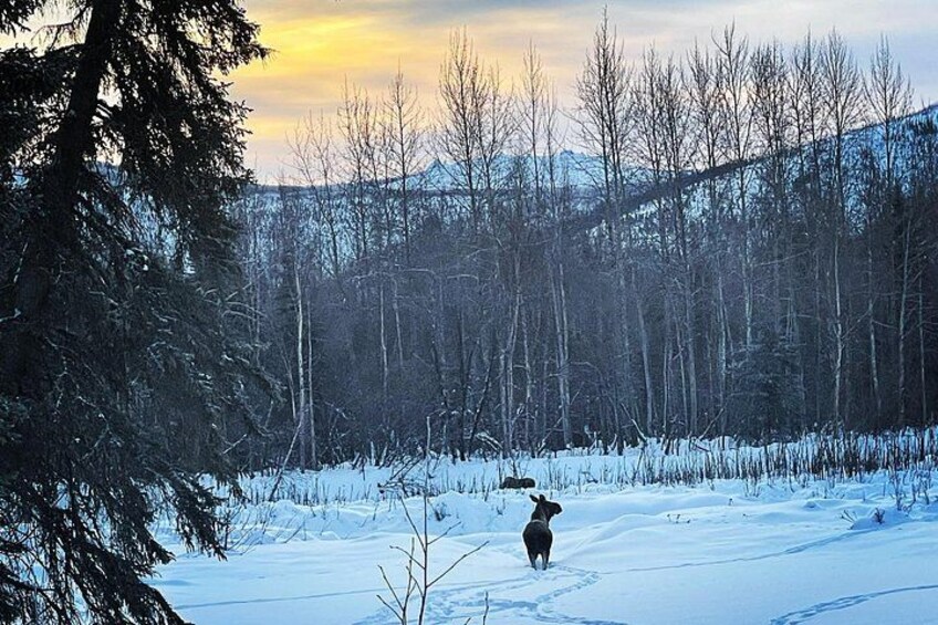 Ein Hund geht über verschneite Erde, im Hintergrund Bäume und Berge. 3