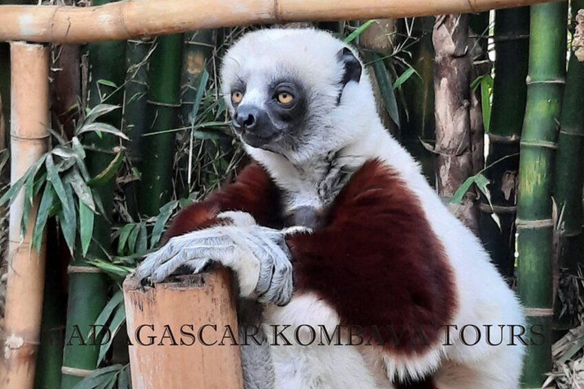 Private Tour of Lemur Park and Queen's Palace 5