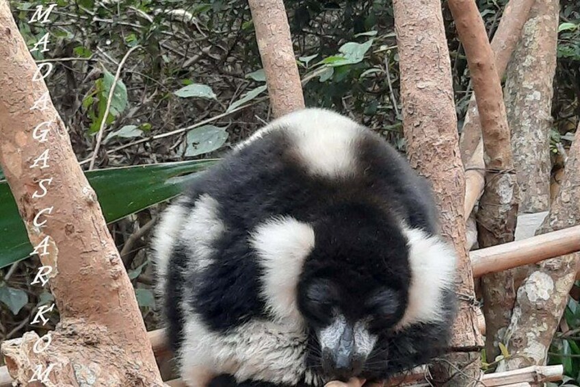 Private Tour of Lemur Park and Queen's Palace 4