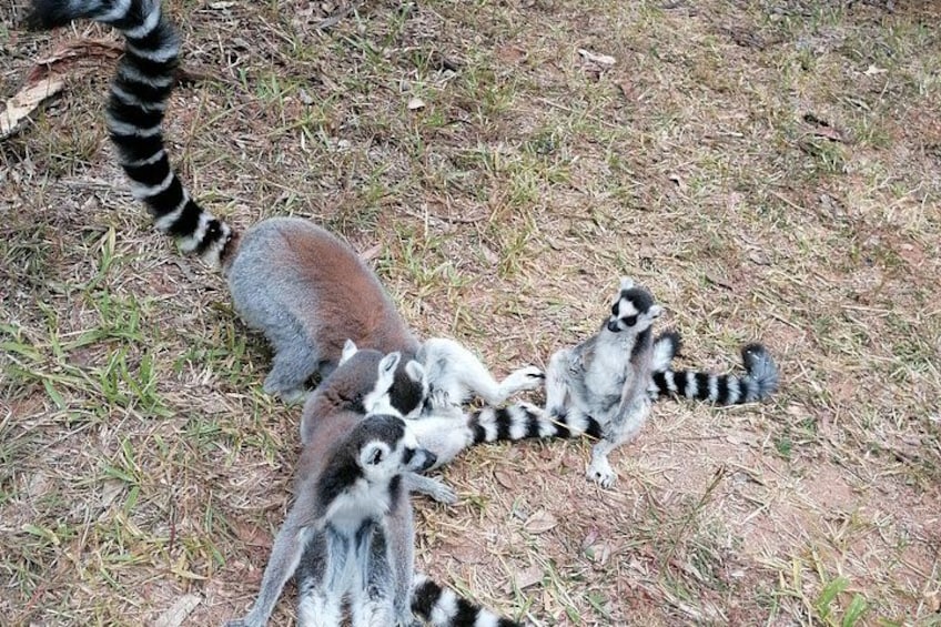 Private Tour of Lemur Park and Queen's Palace 1