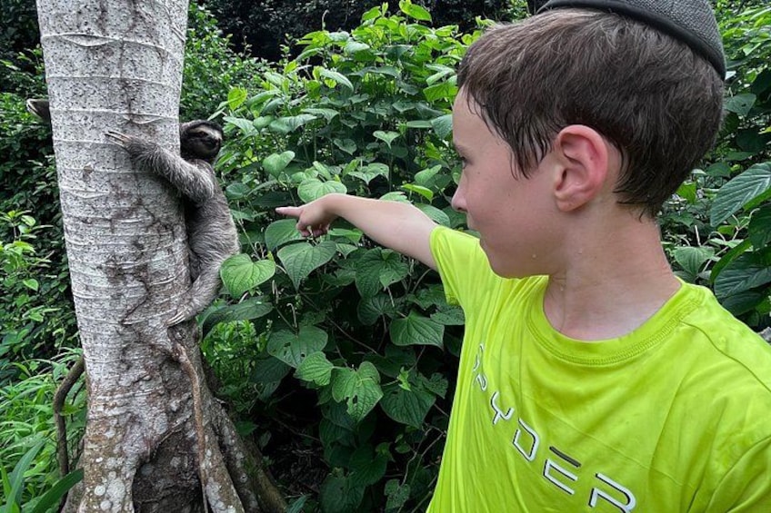 Una persona con una camisa amarilla brillante señalando un perezoso en un árbol. 1