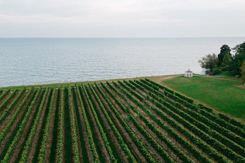 A vineyard with rows of grapevines extending towards a body of water. 3