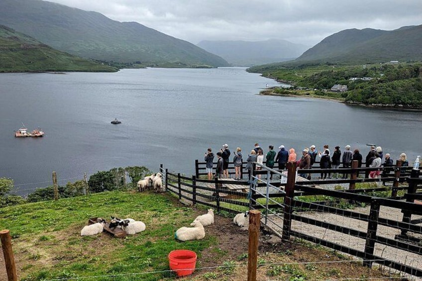 A lake with a boat, a group of people on a viewing platform, and sheep grazing on the shore. 5