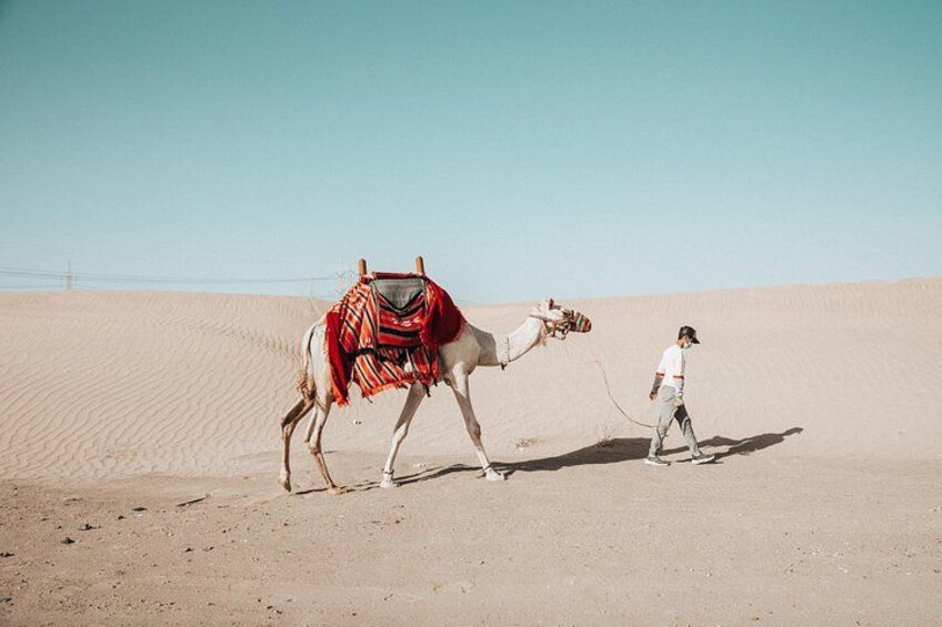 Morning Desert Safari Jeddah 4