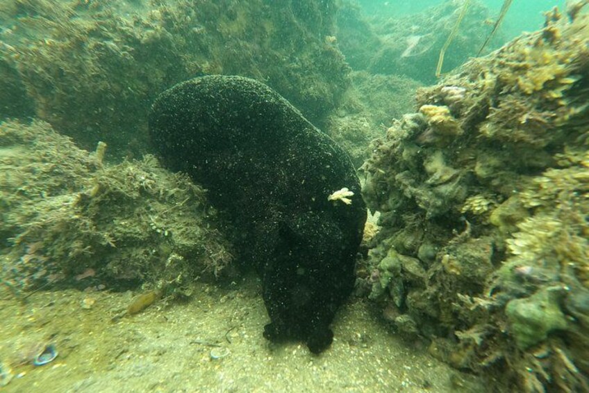 An underwater scene with a large, dark object, possibly a rock or coral, surrounded by marine vegetation. 5