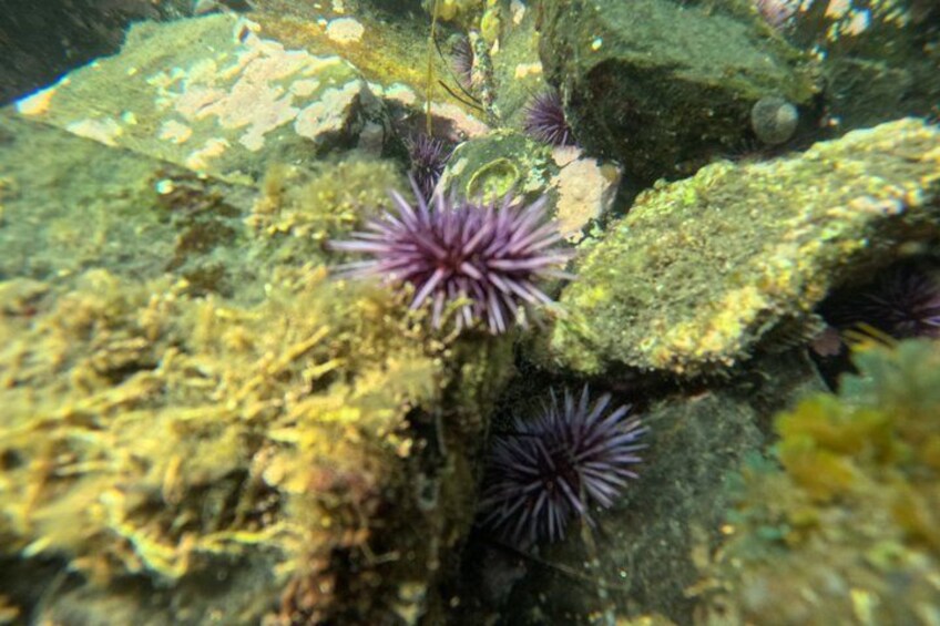 Underwater rocks with purple sea urchins and green algae. 4